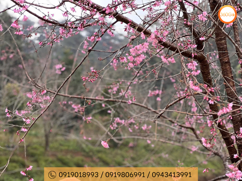 Măng Đen chìm trong một không gian hồng thắm - Du lịch 360Go 